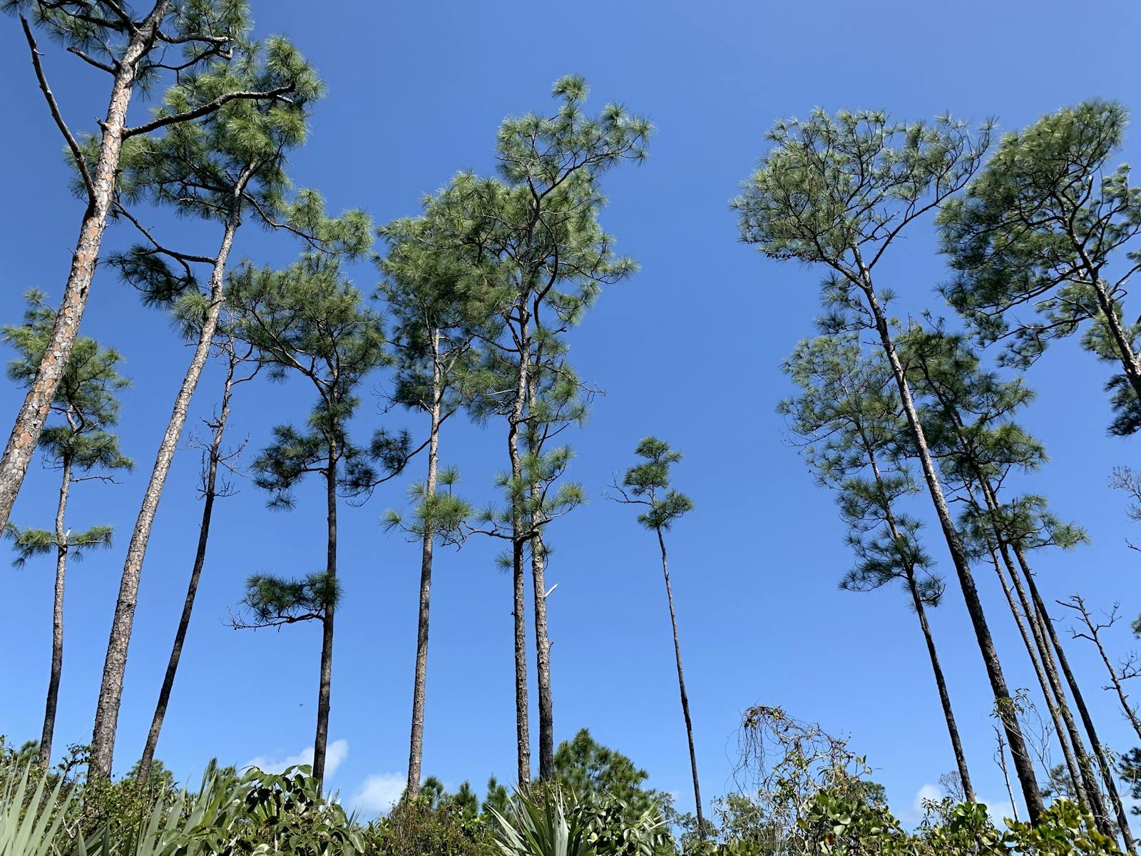 Bahamian Pineyards One Earth